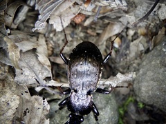 Ohomopterus