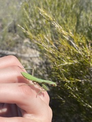 Trachymantis dentifrons