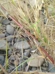 Eyprepocnemis plorans