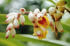 Alpinia zerumbet