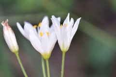 Nothoscordum