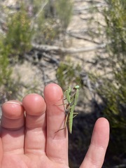 Trachymantis dentifrons