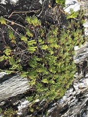 Veronica chathamica