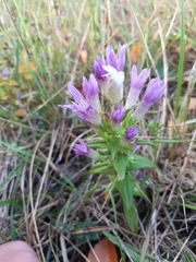 Gentianella amarella