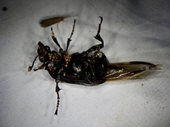 Nicrophorus concolor