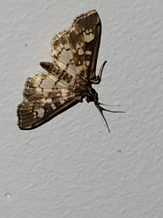 Nomophilini