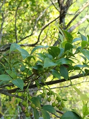 Vaccinium bracteatum wrightii