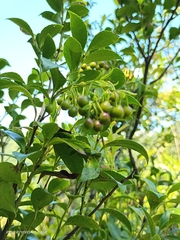 Vaccinium bracteatum wrightii