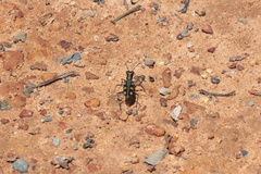 Cosmodela aurulenta