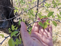 Ziziphus mucronata