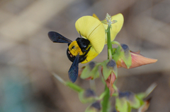 Xylocopa pubescens