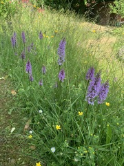 Dactylorhiza maculata