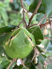 Zhangixalus prasinatus