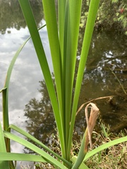 Typha orientalis