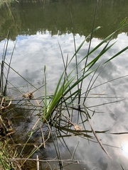 Typha orientalis