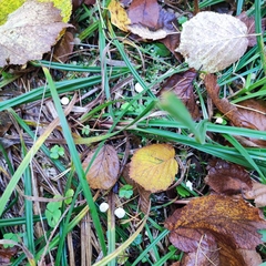 Porotheleaceae