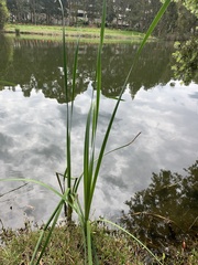 Typha orientalis