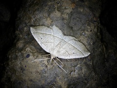 Rhynchobapta cervinaria