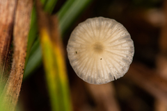 Porotheleaceae