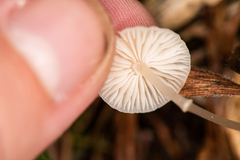Porotheleaceae