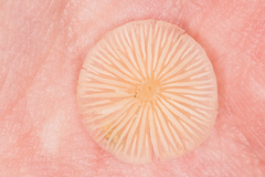 Porotheleaceae