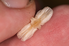 Porotheleaceae