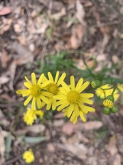 Senecio madagascariensis