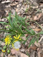 Senecio madagascariensis