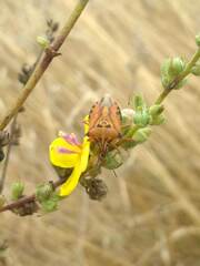 Carpocoris mediterraneus