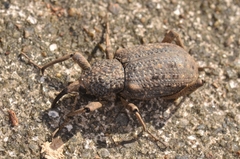 Sipalinus gigas