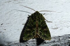 Ichneutica plena