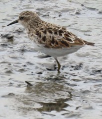 Calidris minutilla