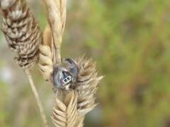 Thyene imperialis