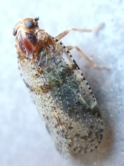 Cixius nervosus