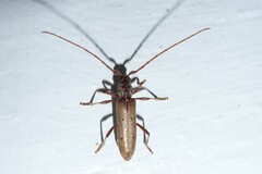 Eburida quadriguttata