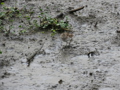 Calidris minutilla