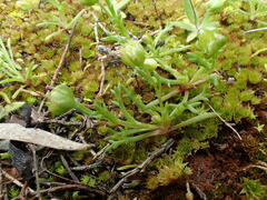 Brachyscome perpusilla