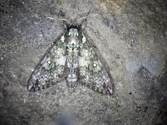 Dolbina tancrei