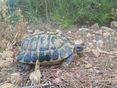 Testudo hermanni