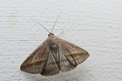 Mocis frugalis