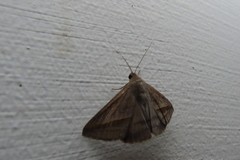Mocis frugalis