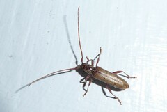 Eburida quadriguttata