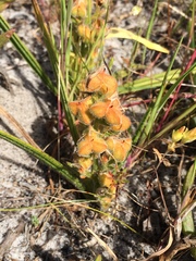 Wachendorfia multiflora