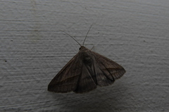 Mocis frugalis