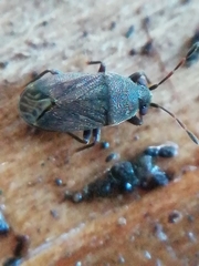 Stygnocoris