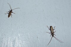 Eburida quadriguttata