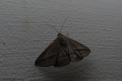 Mocis frugalis