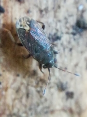 Stygnocoris