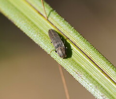 Elateridae