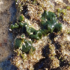 Codium adhaerens
